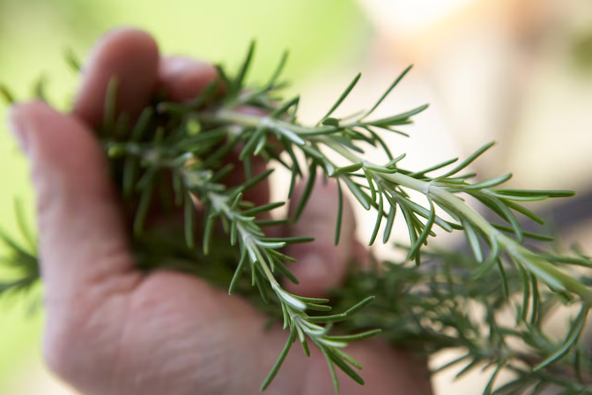 El romero es una hierba aromática. Muchas personas la utilizan para cocinar. Imagen: Freepik El romero es una hierba aromática. Muchas personas la utilizan para cocinar. Imagen: Freepik