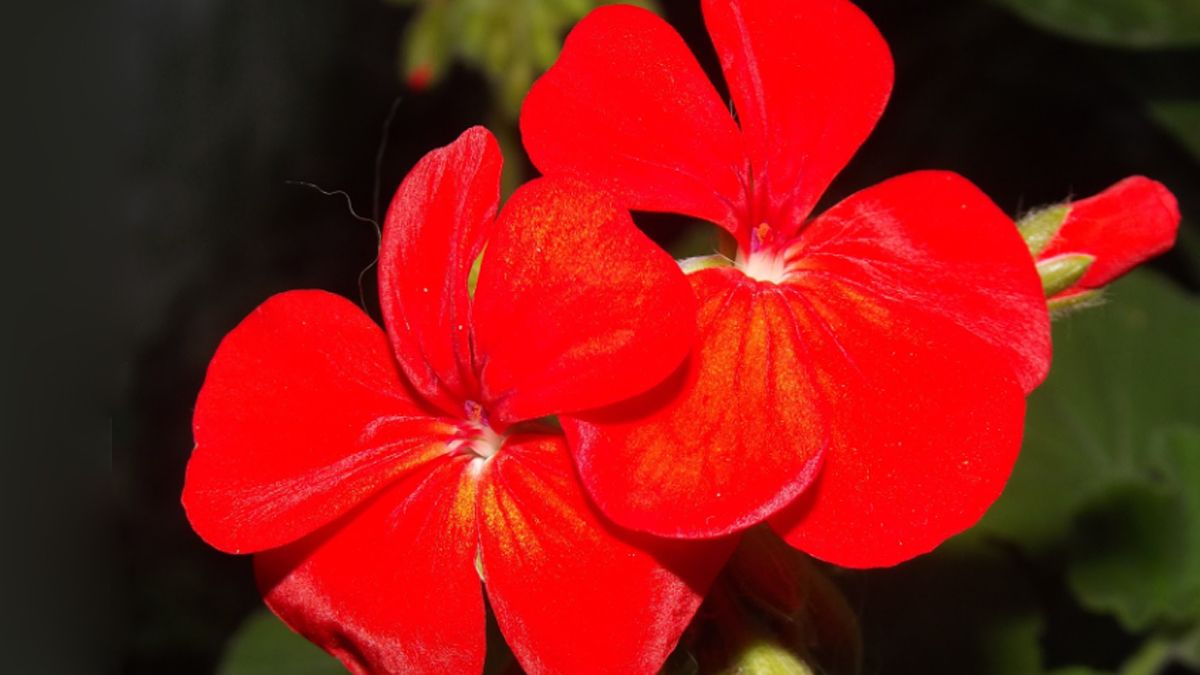 Qué significa tener un MALVÓN en la entrada de casa