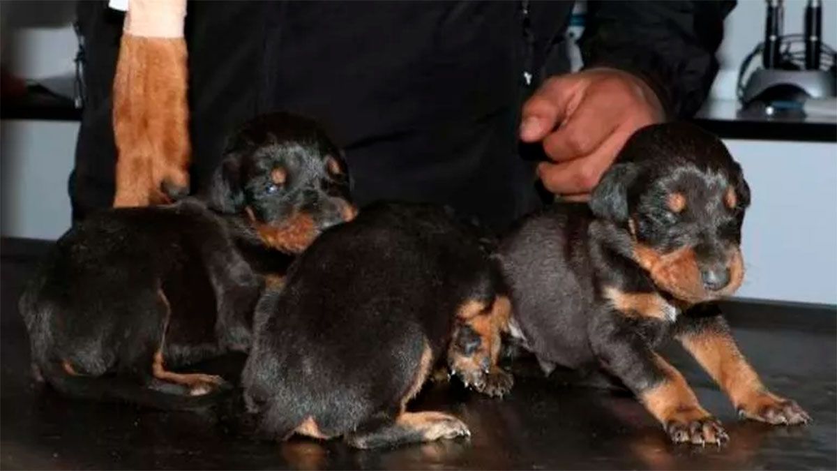 Keyifli dijo que Sila sobrevivió y dio a luz gracias a una gran bolsa de comida para perros que quedó en el sótano.