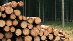 El tercer productor de madera del mundo es de Sudamérica: la potencia forestal supera a China y Rusia El tercer productor de madera del mundo es de Sudamérica: la potencia forestal supera a China y Rusia