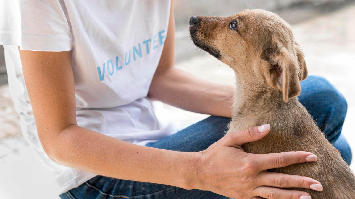 ¡Atención! 6 consejos a seguir si vas a dejar a tu perro cuando de vayas de vacaciones