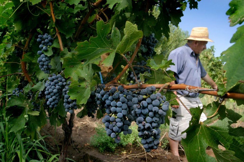 El control de la presencia de Lobesia Botrana por parte de Senasa e Iscamen es clave para que la uva en fresco de Mendoza y San Juan pueda exportarse sin tratamiento químico