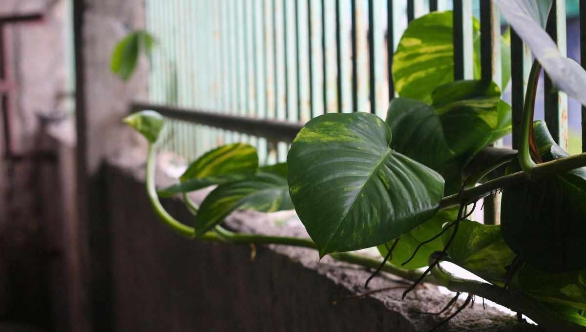 El potus es una planta que siempre se ha usado para proteger y atraer la fortuna, aunque hay que buscarle un lugar estratégico en la casa. El potus es una planta que siempre se ha usado para proteger y atraer la fortuna, aunque hay que buscarle un lugar estratégico en la casa.