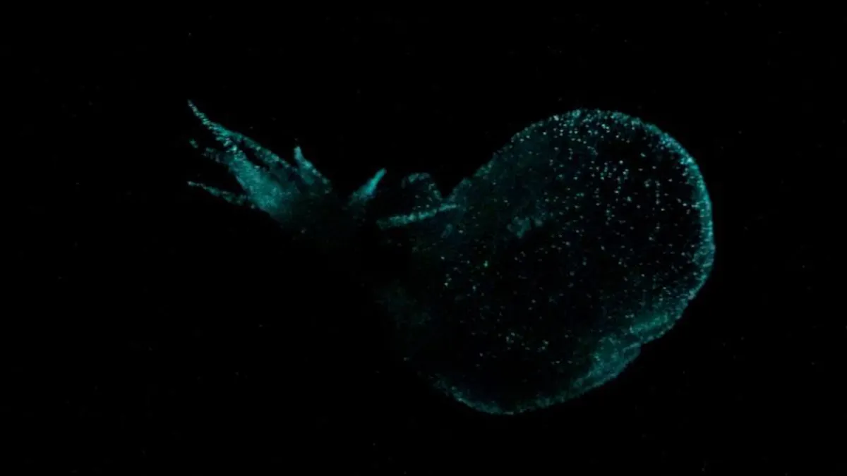 el misterioso molusco&nbsp;es lo suficientemente único en comparación con otros nudibranquios conocidos como para merecer la creación de una nueva familia