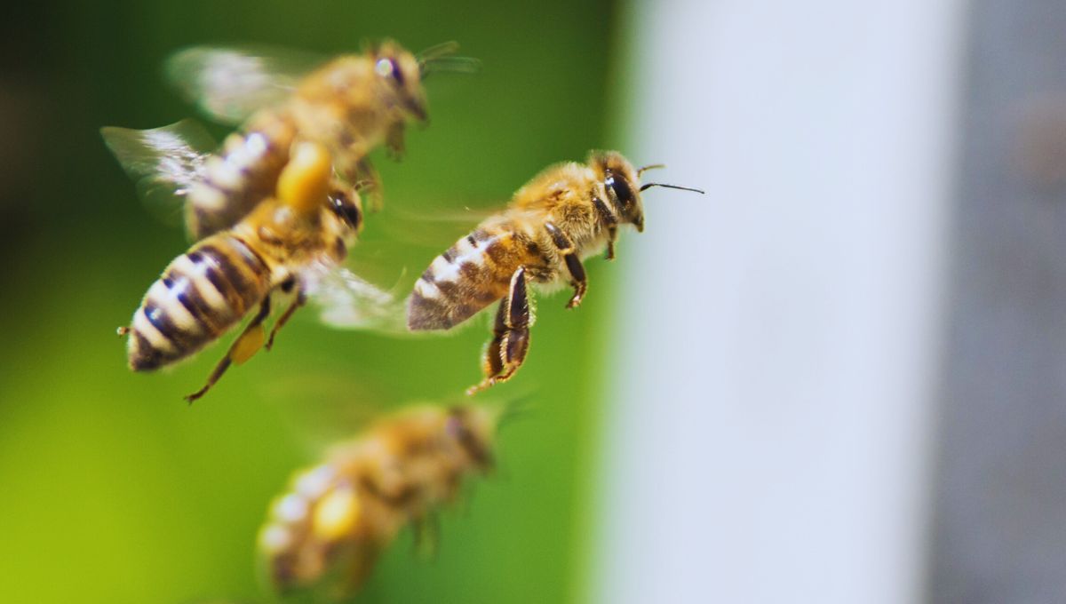 Qué significa que una abeja entre a mi casa