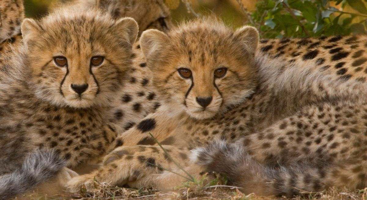 Científicos descubren una nueva especie felina después de 40 años de "extinción" Científicos descubren una nueva especie felina después de 40 años de "extinción"