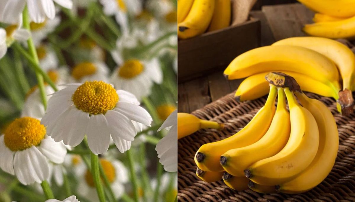 La mezcla de cáscaras de plátano y flores de manzanilla son perfectas para un abono casero. Imagen: Redacción Diario Uno La mezcla de cáscaras de plátano y flores de manzanilla son perfectas para un abono casero. Imagen: Redacción Diario Uno