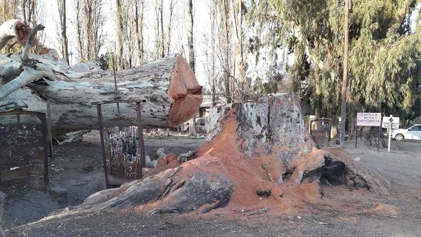 Talaron un árbol centenario que era parte de la historia más querida de un distrito de San Martín