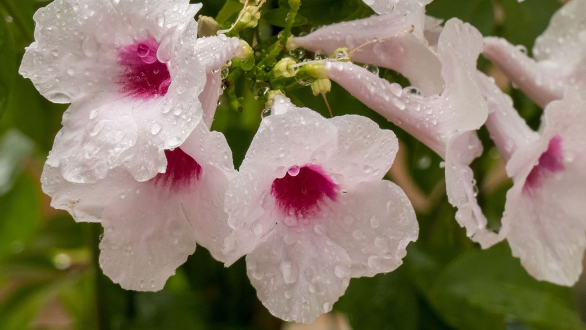 En invierno hay que disminuir el riego de la planta. Imagen: Freepik. En invierno hay que disminuir el riego de la planta. Imagen: Freepik.