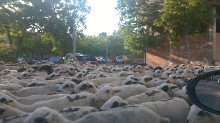 Un pastor se durmió mientras su rebaño paseaba por Aragón