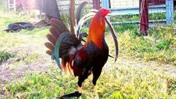 Una mujer murió por los picotazos que le dio un gallo