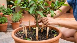 El árbol limonero puede mantenerse y beneficiarse de diferentes elementos caseros.&nbsp;