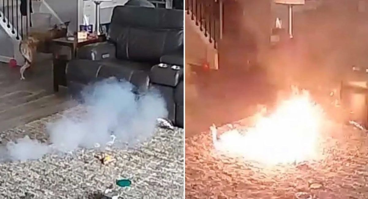 El perro llamado Colton al ver el fuego se resguardó lejos de la alfonbra incendiada y no sufrió nungún daño. El perro llamado Colton al ver el fuego se resguardó lejos de la alfonbra incendiada y no sufrió nungún daño.