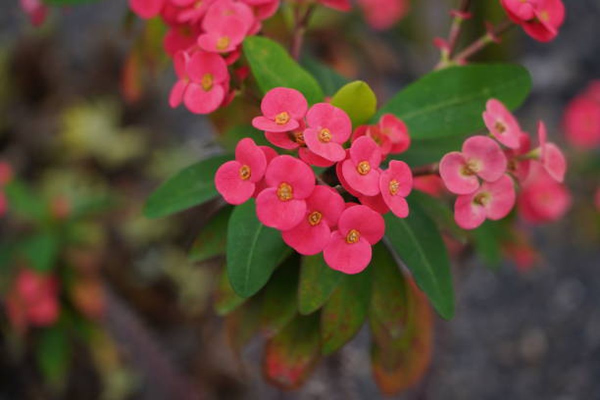 Esta planta llenará de elegancia tu jardín. Esta planta llenará de elegancia tu jardín.