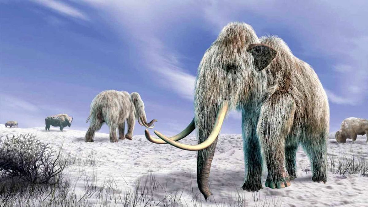 I mammut sono scomparsi migliaia di anni fa.