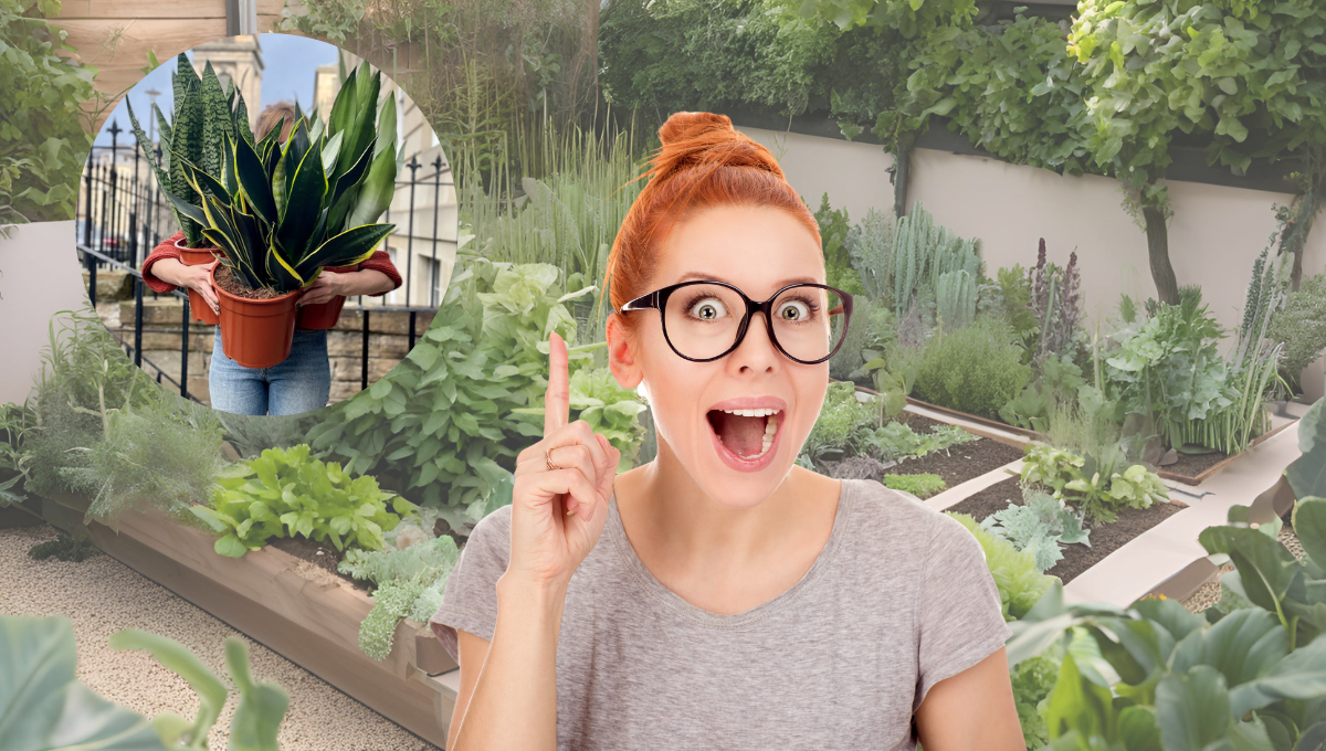 El truco para que tu sansevieria crezca fuerte según jardineros