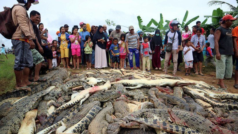 Mataron casi 300 cocodrilos en venganza por la muerte de un hombre