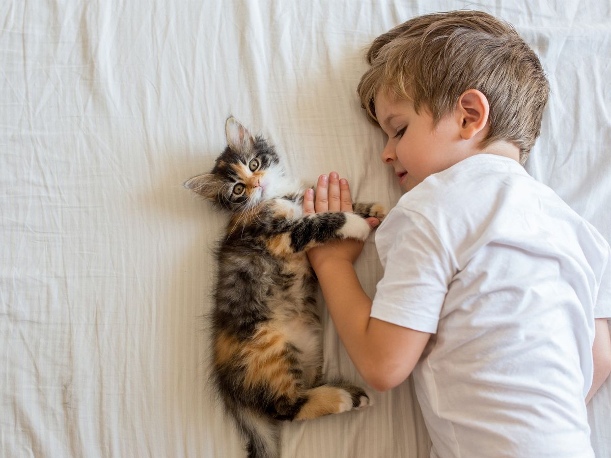 Estudio científico revela que los gatos domésticos son más inteligentes que los niños Estudio científico revela que los gatos domésticos son más inteligentes que los niños