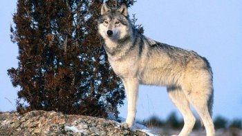 EEUU considera dejar sueltos a lobos pardos