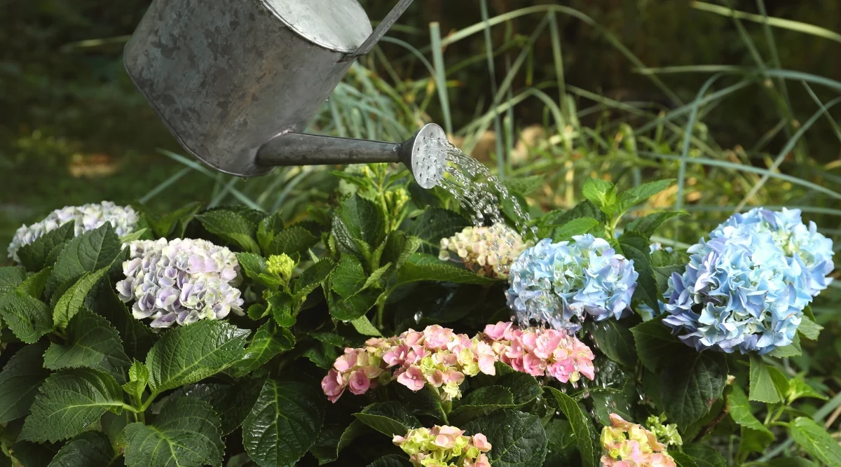 Con los cuidados adecuados, tu planta de hortensias puede revivir. Imagen: Epic Gardening Con los cuidados adecuados, tu planta de hortensias puede revivir. Imagen: Epic Gardening