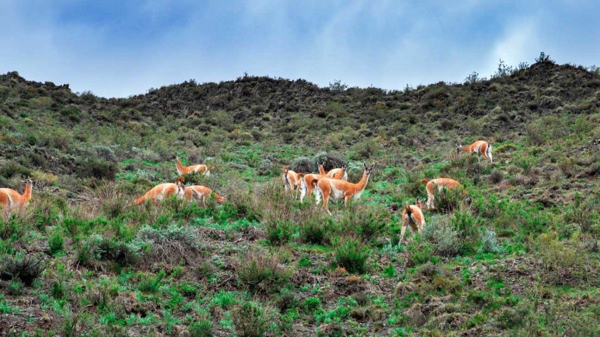 El guanaco es una especie protegida de la Reserva Villavicencio. El guanaco es una especie protegida de la Reserva Villavicencio.