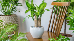Esta planta es ideal para las personas que tienen poca experiencia en el jardín. Imagen: Freepik