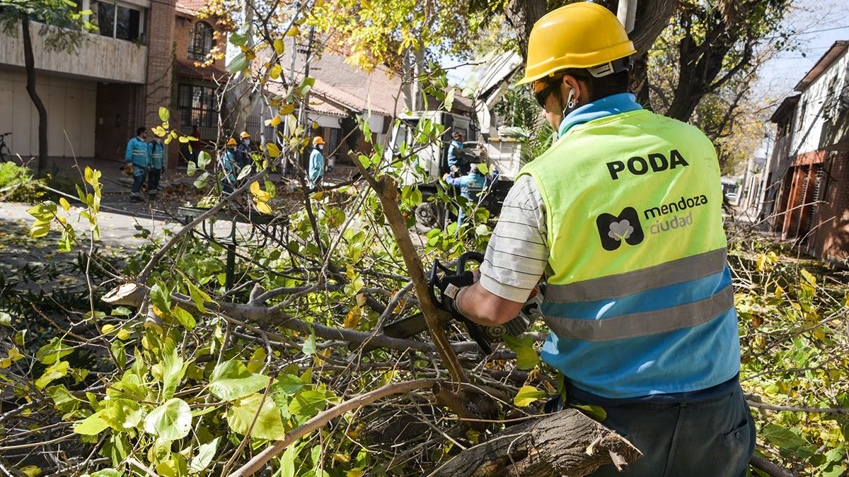 Las principales tareas estarán ligadas al control de las cuadrillas durante la poda invernal.