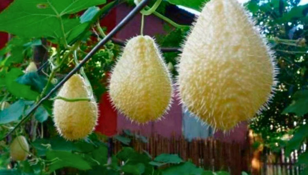 El fruto exótico cuyas partes cura problemas renales, cardíacos y muchos más