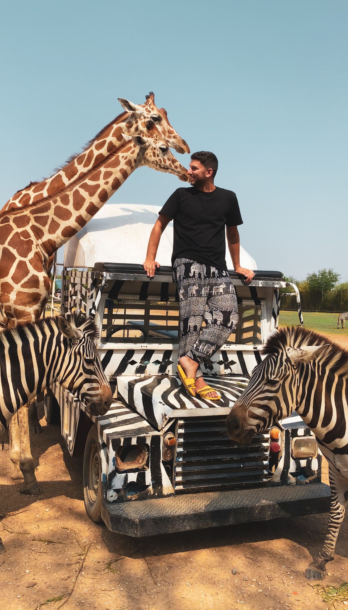 Entre jirafas y cebras posa Agustín Sáez en su visita asiática. Entre jirafas y cebras posa Agustín Sáez en su visita asiática.