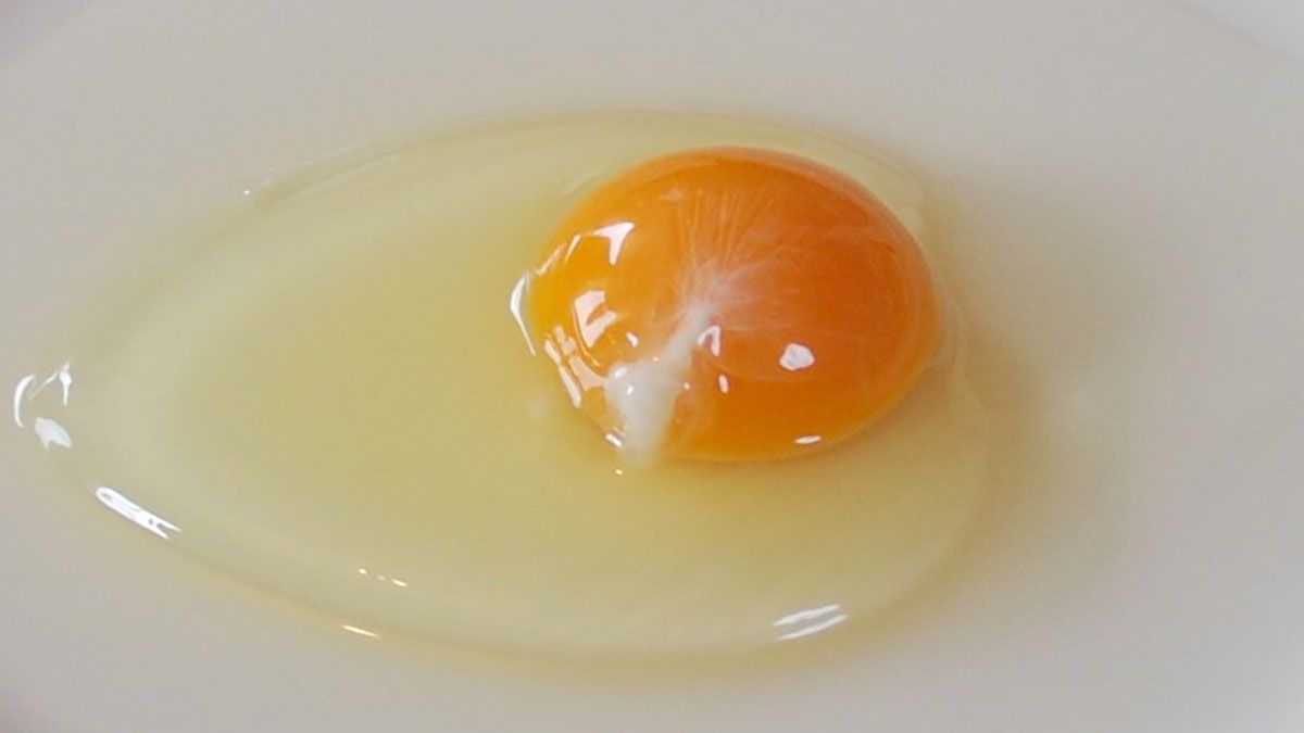 El huevo, por lo general, siempre trae el hilito blanco en su interior.