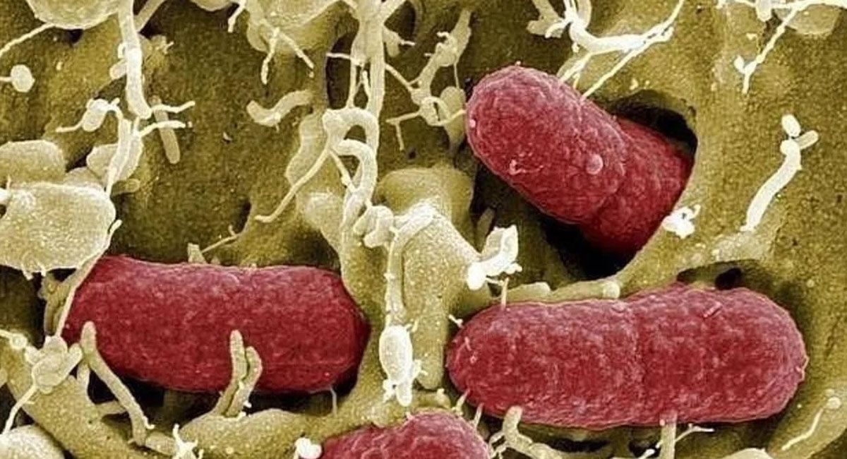 Microbiota intestinal: la enfermedad que interviene en el crecimiento y el metabolismo infantil