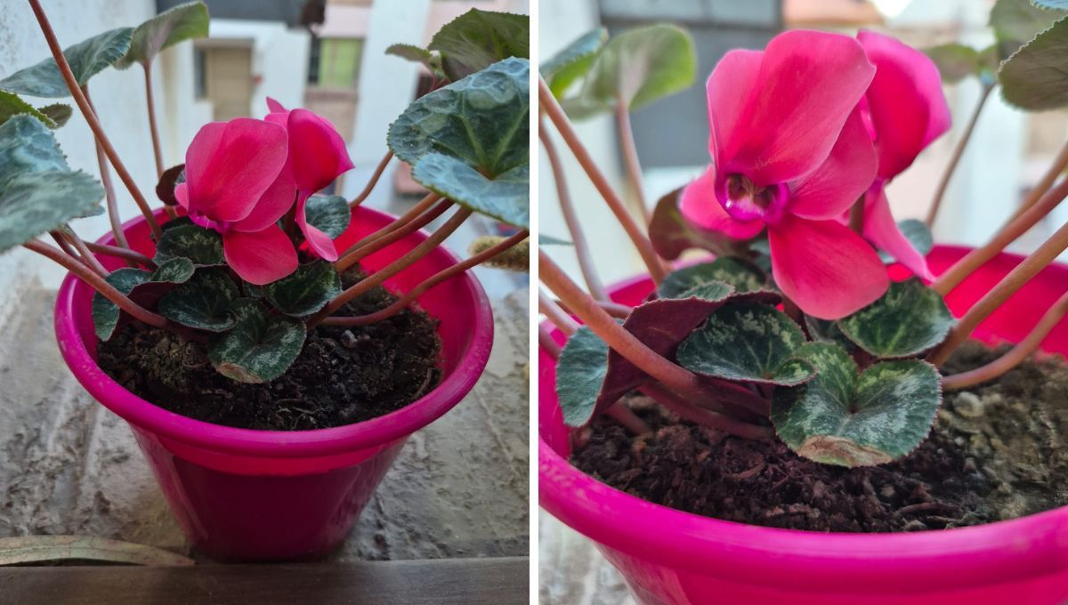 Violeta de los Alpes con flores. Violeta de los Alpes con flores. 