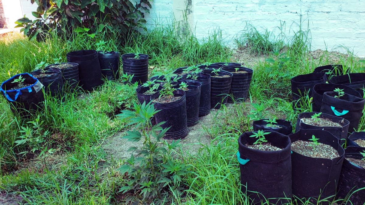 En el domicilio del pasaje Ottone se encontraron casi 30 plantines de cannabis sativa.