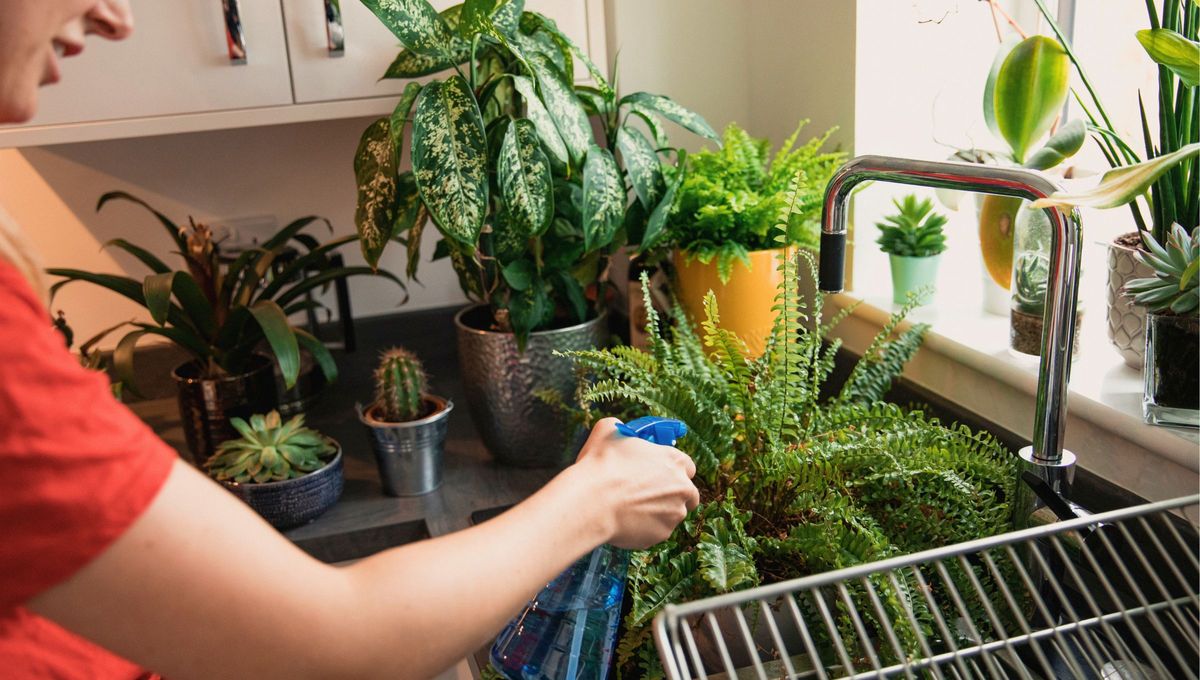 Este tipo de agua se puede usar para regar plantas y puede ser muy beneficiosa Este tipo de agua se puede usar para regar plantas y puede ser muy beneficiosa