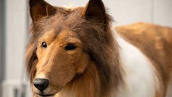 Video: gastó más de 15.000 dólares para verse como un perro