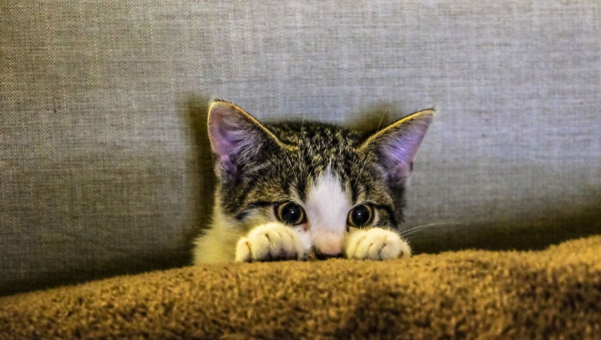 Qué signfica que tu gato aplane las orejas mientras lo miras y por qué es algo negativo