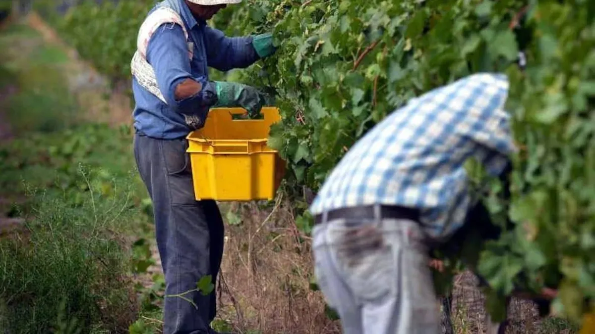 San Martín busca resguardar su economía rural frente a las contingencias climáticas anunciadas para la temporada. San Martín busca resguardar su economía rural frente a las contingencias climáticas anunciadas para la temporada.