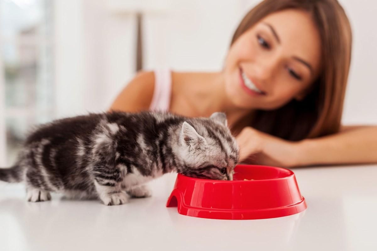 Cuántas veces al día debe comer un gato pequeño, según expertos Cuántas veces al día debe comer un gato pequeño, según expertos