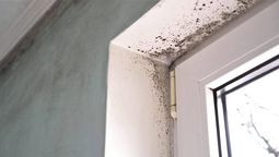 Cómo eliminar las manchas de moho en la pared sin dañar la pintura