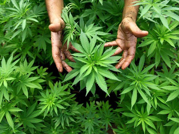 Un mercado de Los Ángeles dedicado a la marihuana biológico