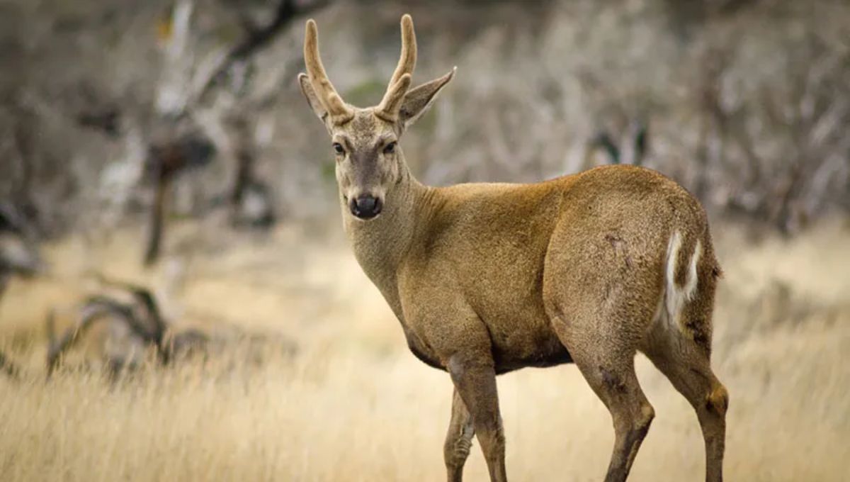 El animal que solo habita en Argentina y Chile