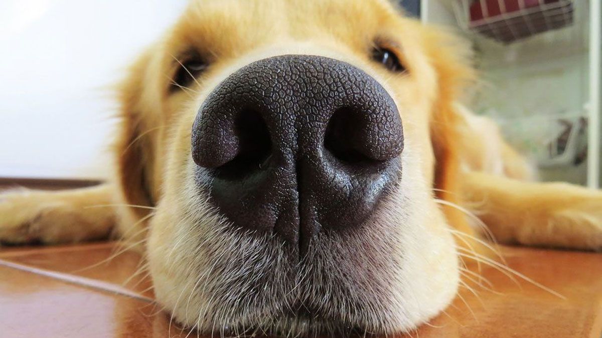 Que la nariz del perro no esté fría y húmeda, no quiere decir que esté mal de salud