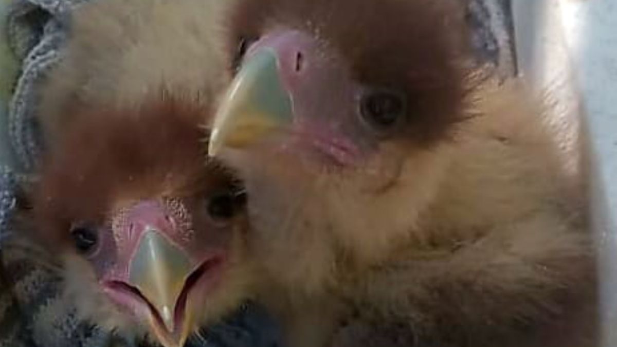 En esta época es muy común que pichones de aves silvestres se caigan de su nido. 