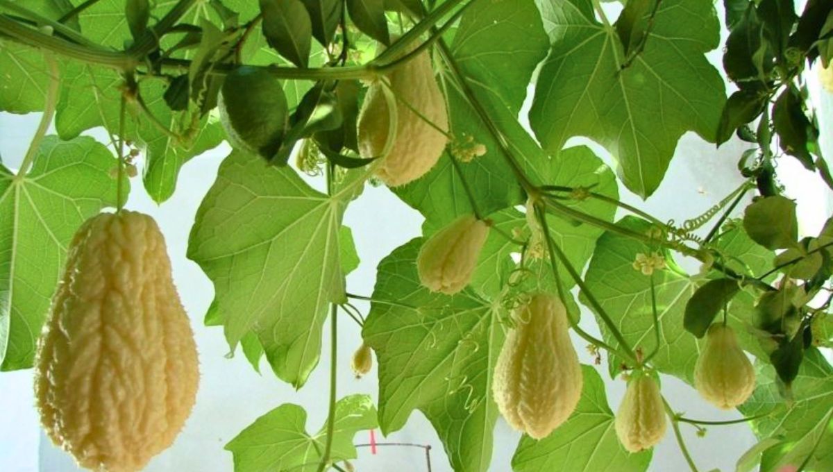 La papa del aire, chayota o chayote es una cucurbitácea originaria de Europa. Antiguamente fue cultivada por las civilizaciones mayas y aztecas de centro América. La papa del aire, chayota o chayote es una cucurbitácea originaria de Europa. Antiguamente fue cultivada por las civilizaciones mayas y aztecas de centro América.