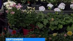 Plantas y flores de temporada: claves y recomendaciones