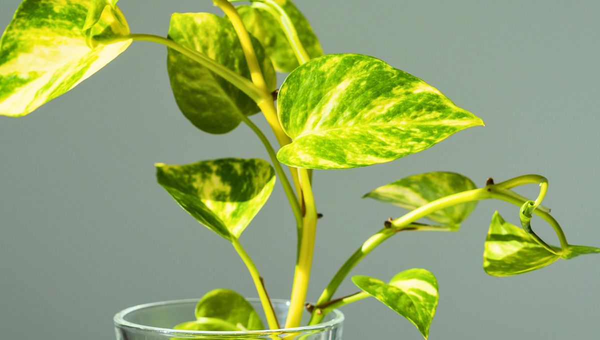 El malestar en la planta de potus se ve reflejado en los tallos, hojas y estructura general. El malestar en la planta de potus se ve reflejado en los tallos, hojas y estructura general.