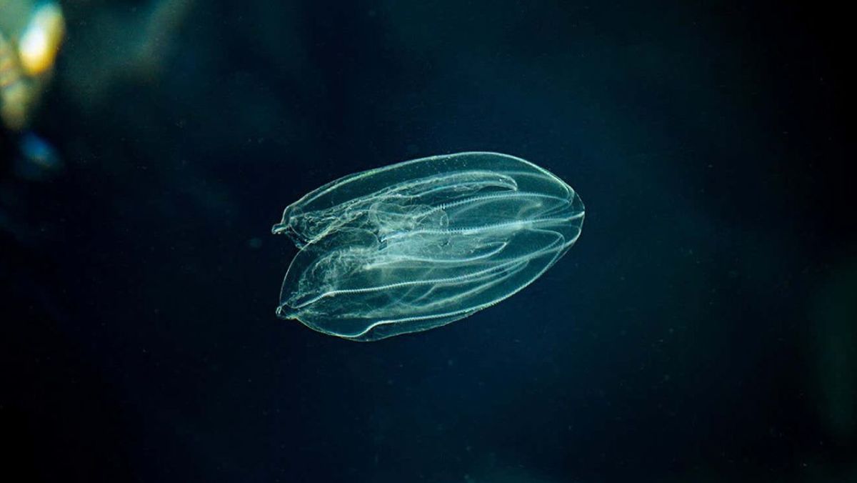 Descubrimiento de un animal capaz de revertir su edad asombra a los cient&iacute;ficos