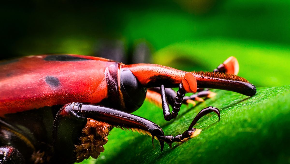 Esta plaga fue detectada en Uruguay  y amenaza con llegar a Argentina