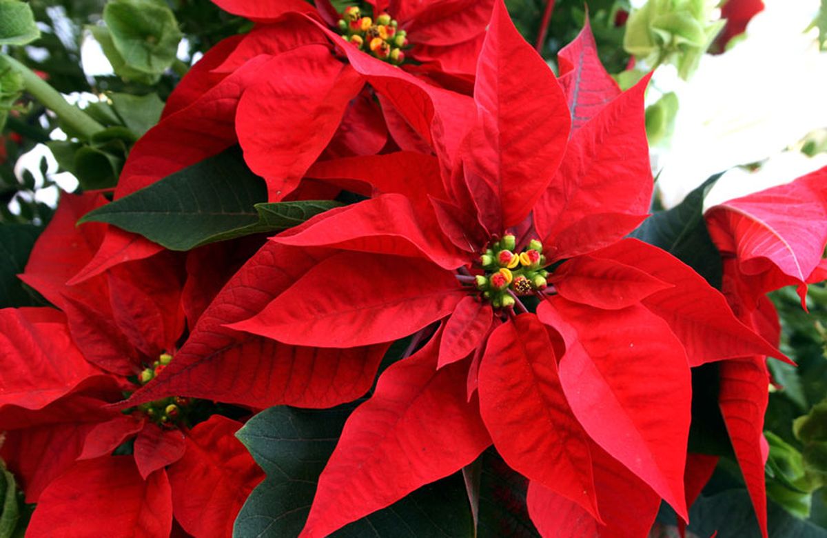 La flor de pascua tiene hojas de un tono rojizo brillante. La flor de pascua tiene hojas de un tono rojizo brillante.