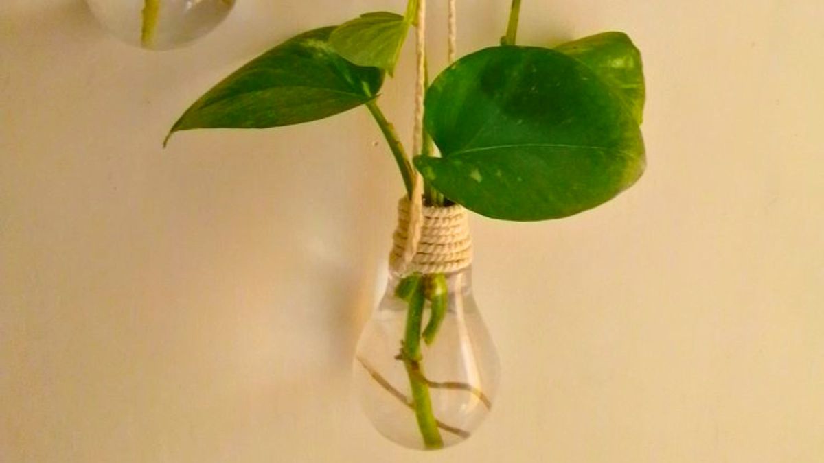 Foco Roto Iba a tirar este foco roto y terminé creando un tesoro verde para la ...